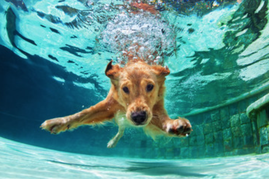 dog swimming in a clean pool by atlas pool care of Bakersfield